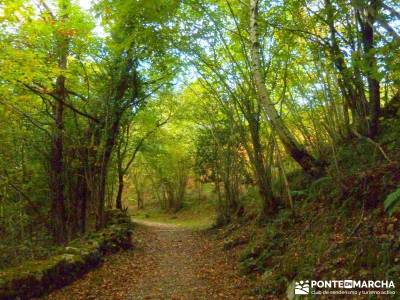 Hayedos Parque Natural de Redes;selva de irati nacimiento del rio cuervo las lagunas de ruidera